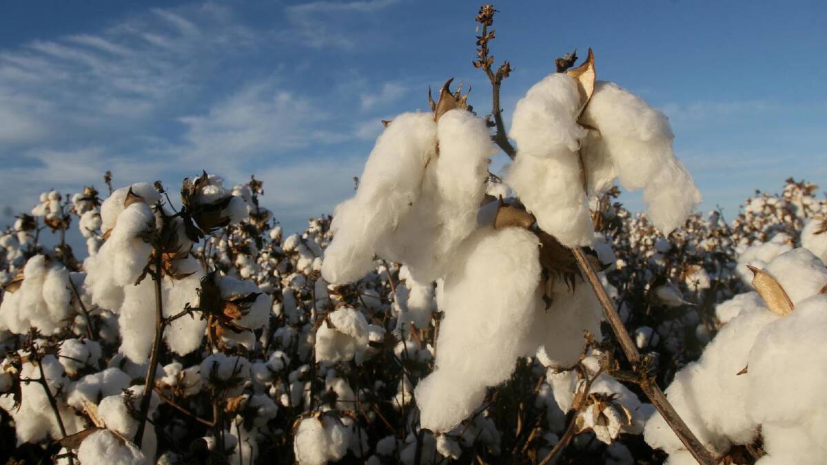 Rain forecast a comfort for cotton