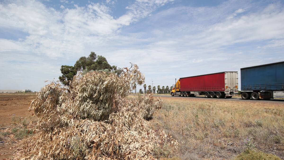 Forty trees: were left on the side of the Kidman Way last month. Picture: Anthony Stipo 