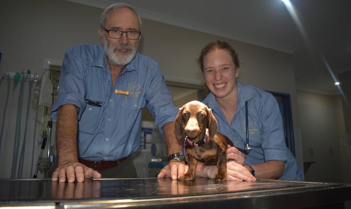 VETERINARY EXPERTISE: Dr Kim Martel and Dr Jessica Sullivan from Yoogali Veterinary Centre share their insight into dog attacks, telling owners that seemingly superficial wounds can be very dangerous. PHOTO: Jacinta Dickins