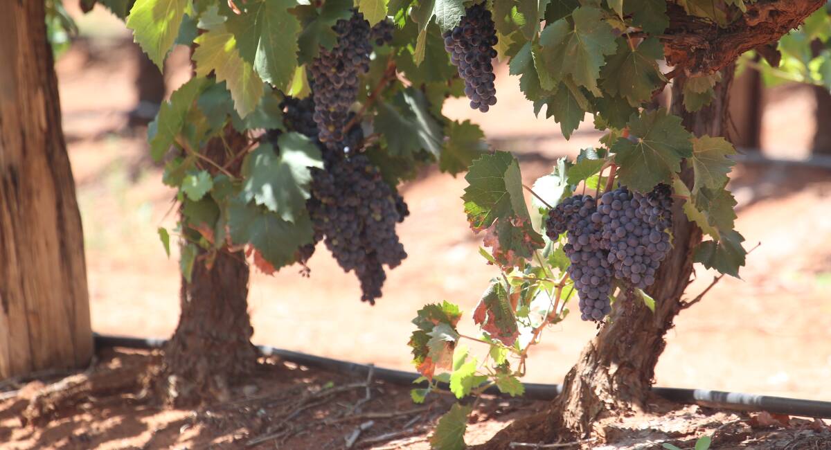 Knowledge of prices key to viability for region's grape growers