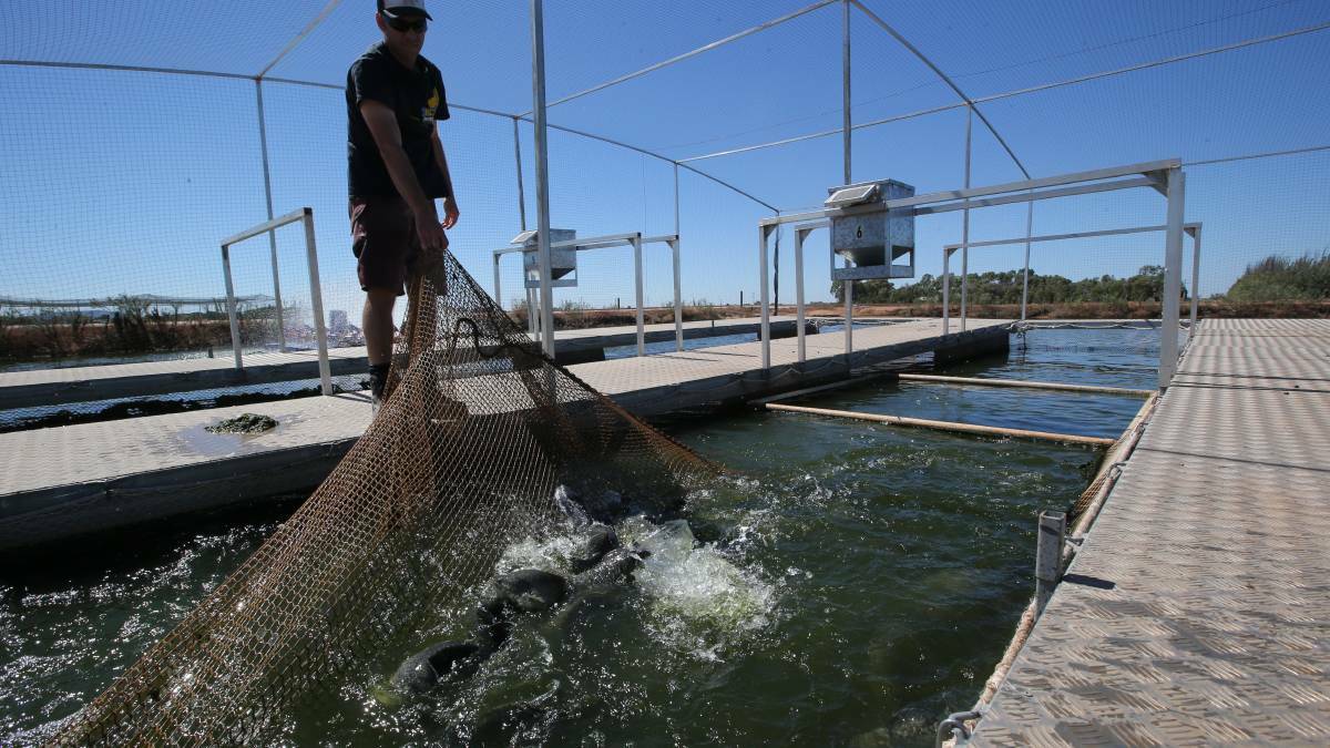 FURTHER EXPANSION: Despite some community concerns, Murray Cod Australia is set to build a fish processing development in Griffith.