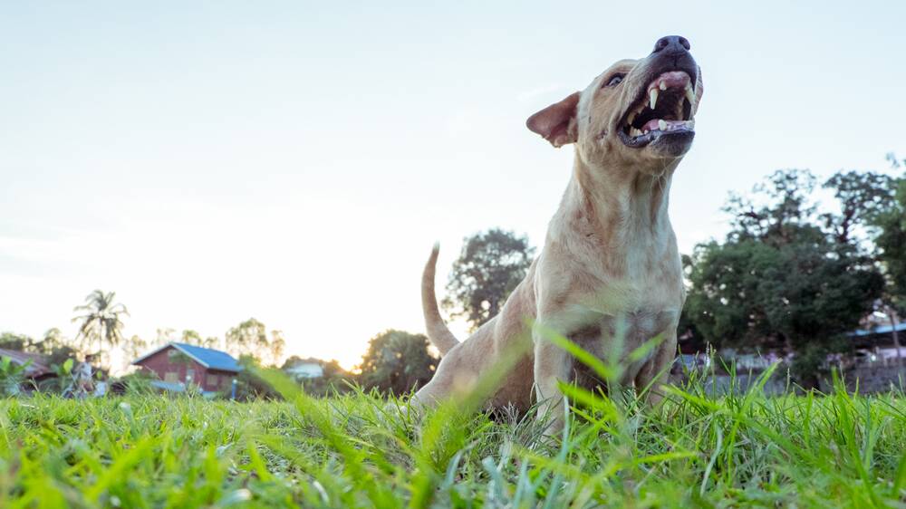 LEASHED: A dog has attacked a leashed dog on Ross Crescent, as a Collina resident calls for more 'common sense'. PHOTO: File.