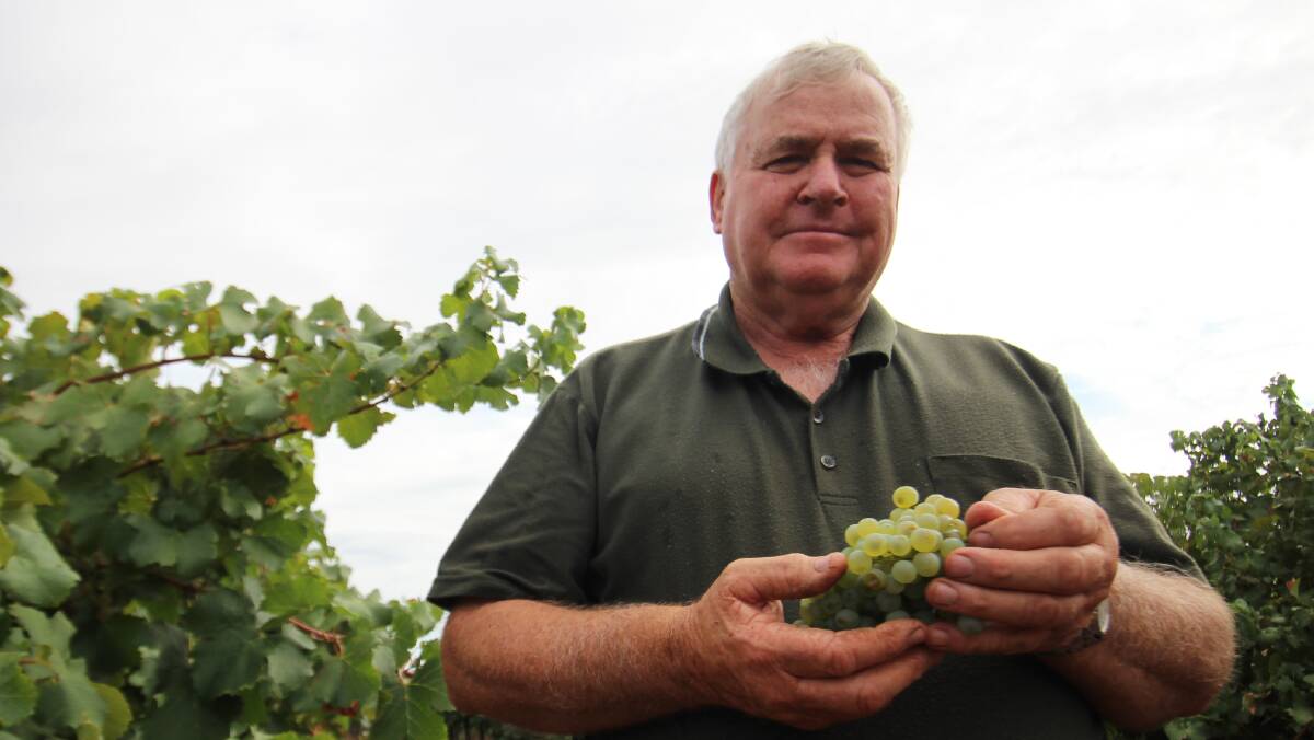 SPLITTING: Bruno Brombal says Semillion grapes are the only variety that is splitting from the rain, and will have to be harvested within three days. PHOTO: Jacinta Dickins