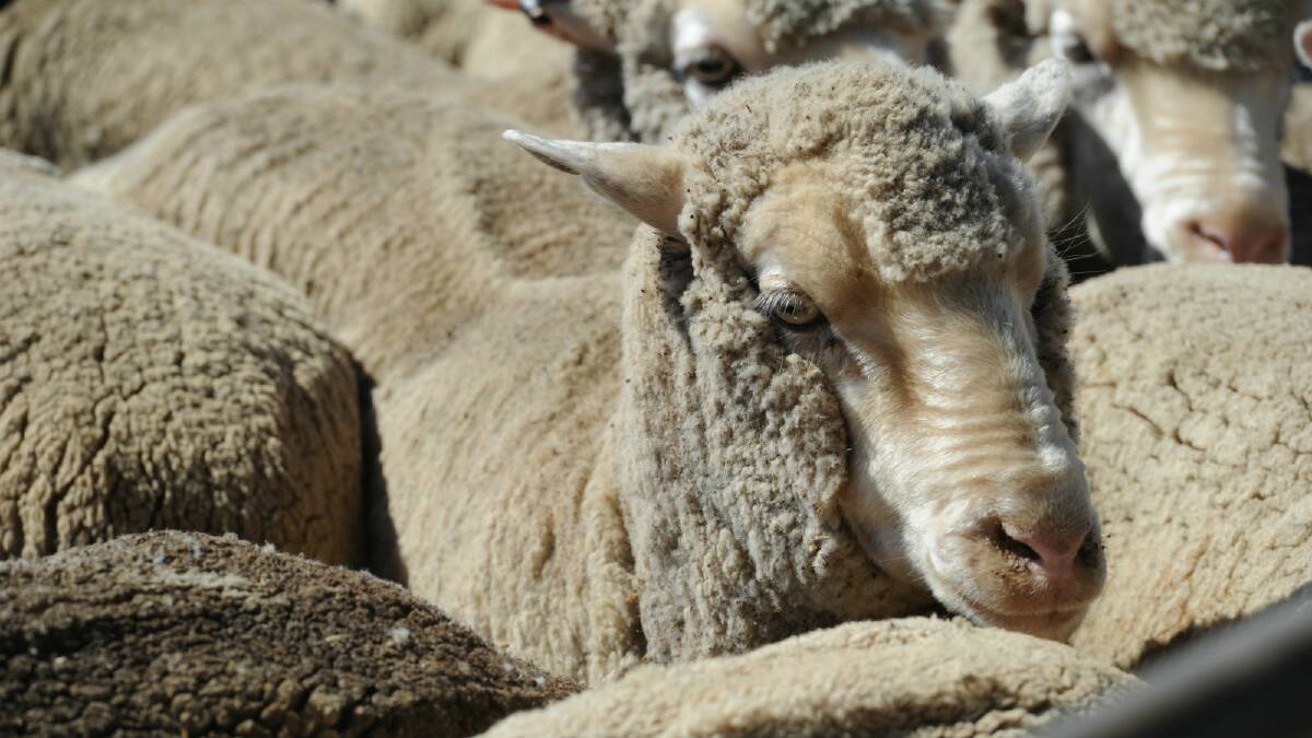 CONDITIONS: Griffith’s Friday sheep sale, January 18, has been cancelled due to the extreme weather.