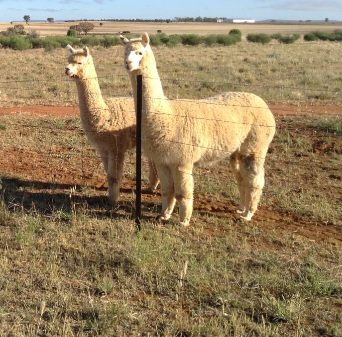 MISSED: Beverly the Alpaca (on the right) has been grieved by her family and her companion, who has been wandering around looking for her.