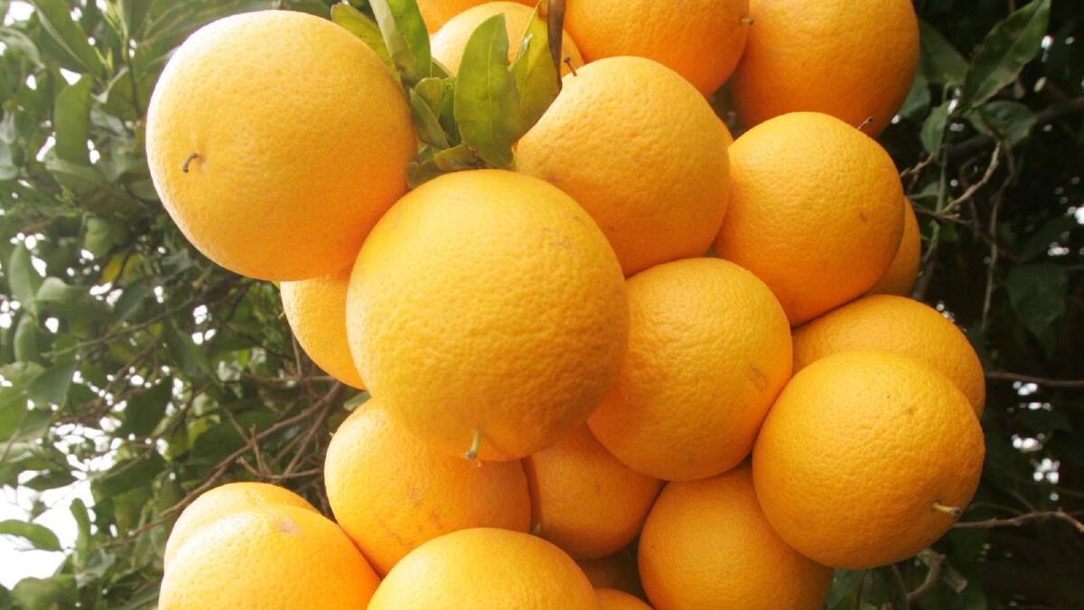 Department of Agriculture addresses concerns of MIA citrus industry