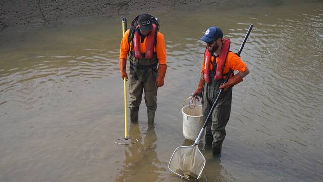 FISHING TRIP: Teams relocated around 200 native fish including Bony Herring, Murray-Darling Rainbowfish and Australian Smelt. PHOTO: Contributed