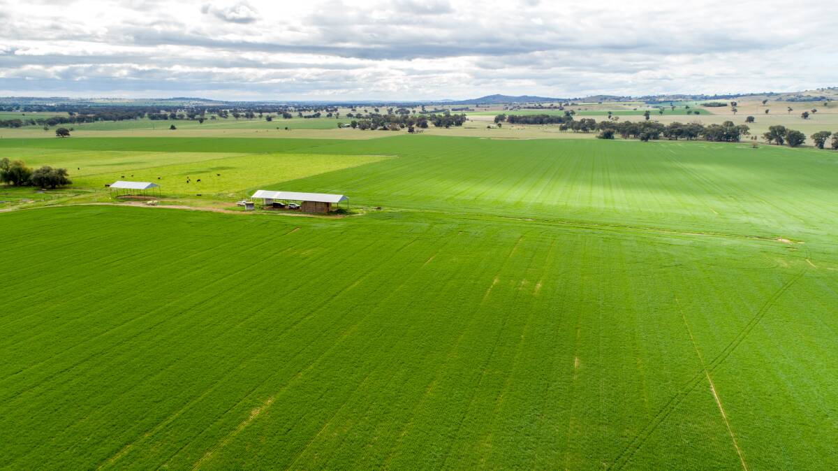 The property is currently sown to 300 acres of Lancer wheat (not included in the sale) and the 50-acre house paddock is sown to 30 acres of Aurora lucerne.