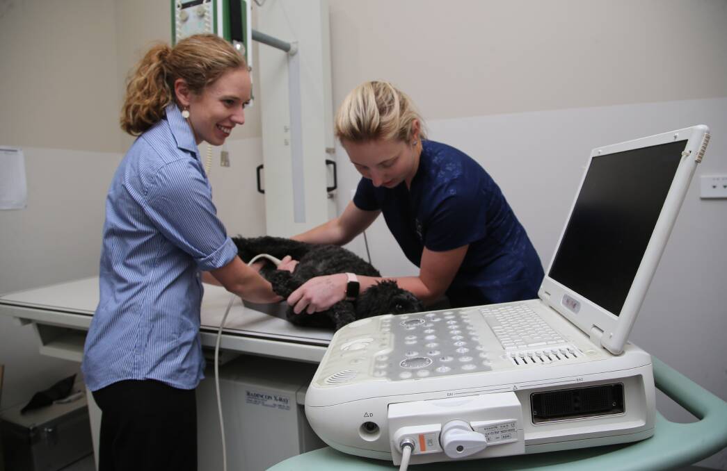 MODERN TECH: Dr Jessica Sullivan is assisted by nurse Samantha Camm as she performs an ultrasound on Tonks.