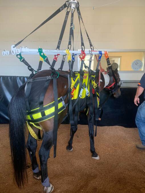 RECOVERY: Ransom remains in the intensive care unit at Wagga's Charles Sturt University Equine Centre. Picture: Contributed 
