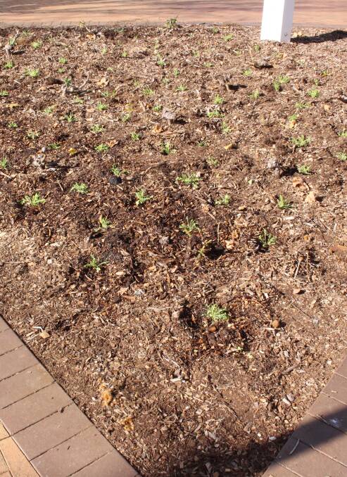 Freshly planted poppies.