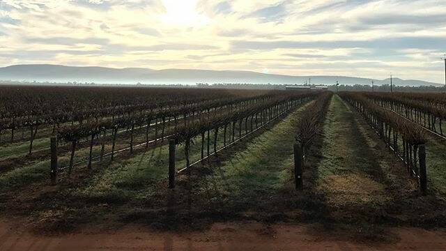 #GRIFFITH: @wineysuen - 1 in 4 glasses of #australianwine is grown in #griffith. I get it the be part of the story in securing water for this vital part of the Australian economy.