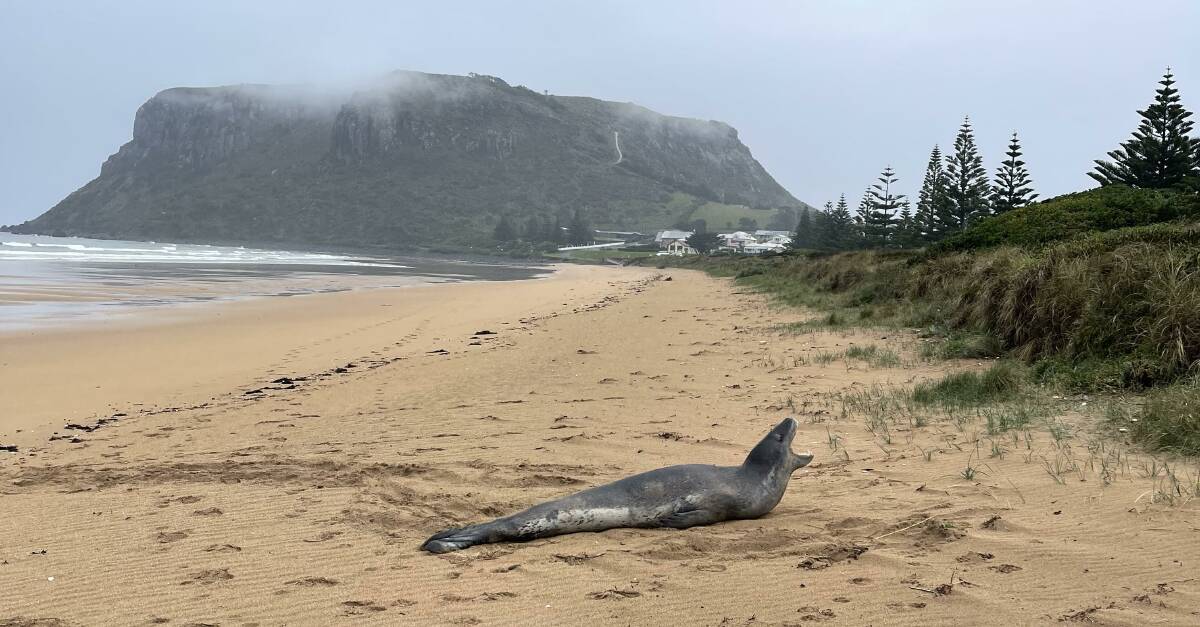 A leopard seal bares its impressive teeth on Godfreys Beach at Stanley. Picture supplied/Kerry Houston