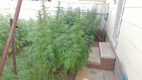 BUSTED: 11 cannabis plants have been located in Darlington Point.