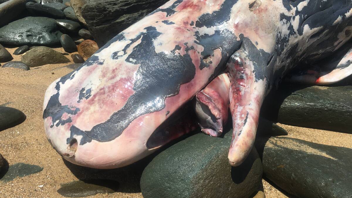 A beachgoer captured this image of a baby sperm whale washed up near Garie Beach at the Royal National Park on Tuesday. Picture: Bruce Steele