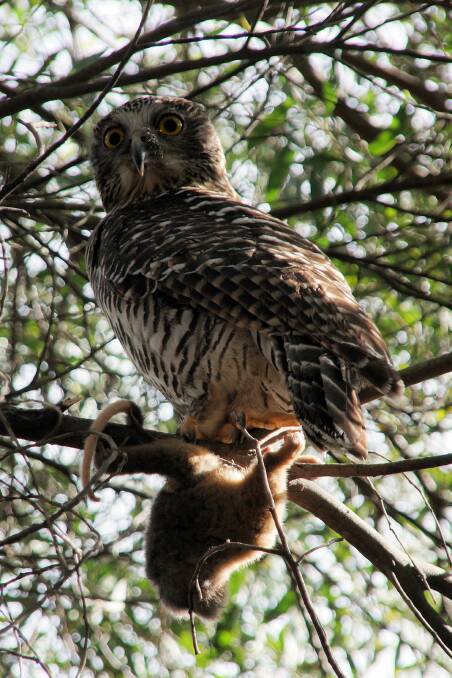 Powerful Owl. Photo: Johanning, CC BY-SA 3.0 via Wikimedia Commons