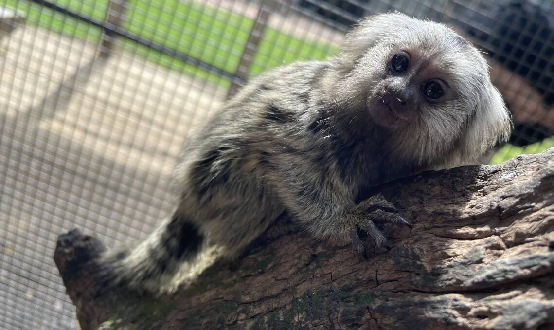 Check out the marmosets at Shoalhaven Zoo.