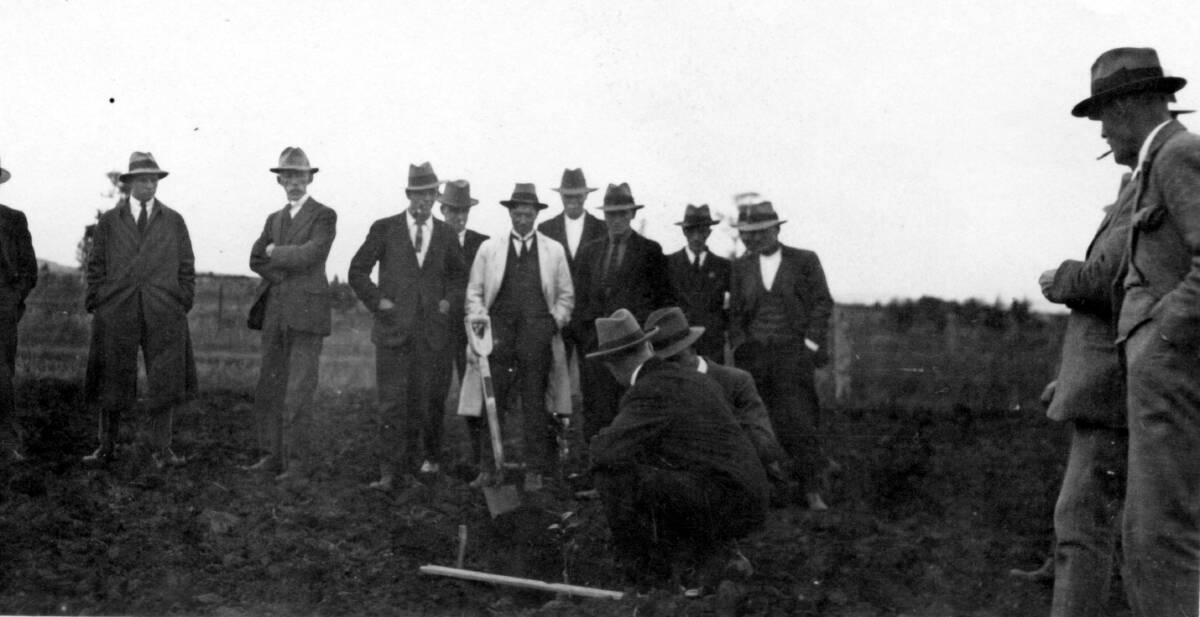 MAKING HISTORY: The first tree is planted at the Commonwealth Citrus Research Station opened in Hanwood on September 24, 1924.