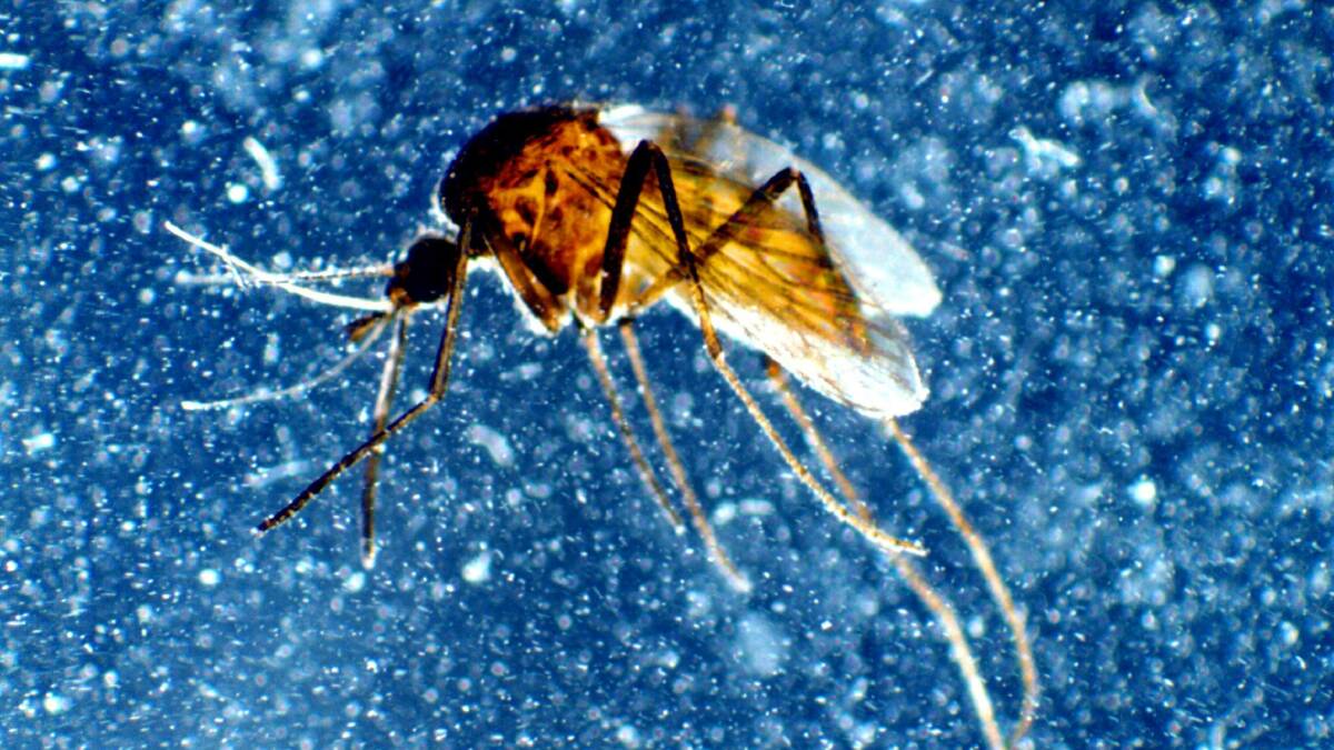 More cases of Japanese encephalitis under the microscope after Border find