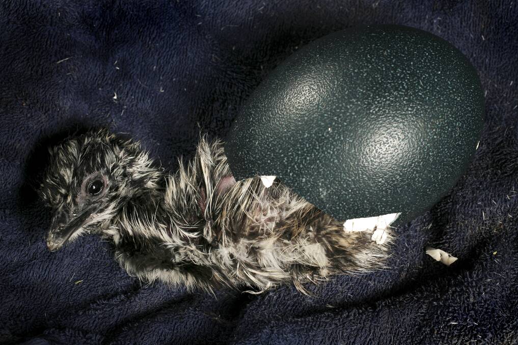 An emu chick emerges from its egg in an act being metaphorically matched by Voices of Farrer which is coming into view politically with an emu being used as its emblem.