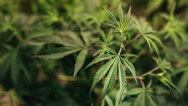 Riverina medical marijuana advocates rejoice as parliament passes bill