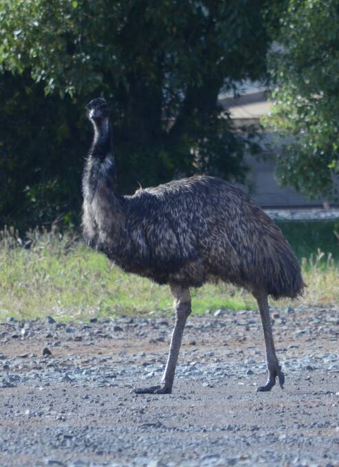 SPOTTED: Emu on tour.
