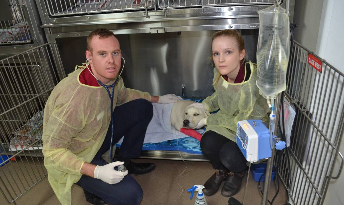 FATAL: Dr Matthew Muir and Dr Amelia Bunker have urged people to vaccinate their dogs after a recent outbreak of the parvo virus. Picture: Riley Krause