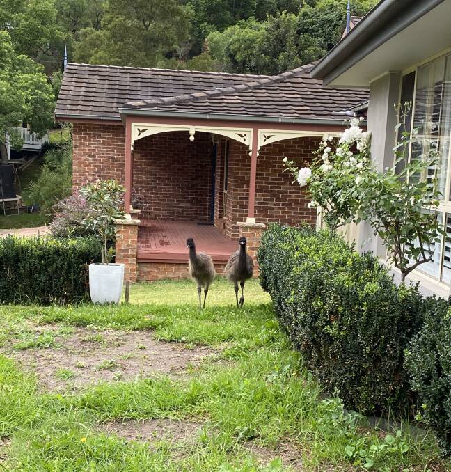 The birds entered the front yards of several properties and seemed at ease with humans, residents say. Picture: supplied 