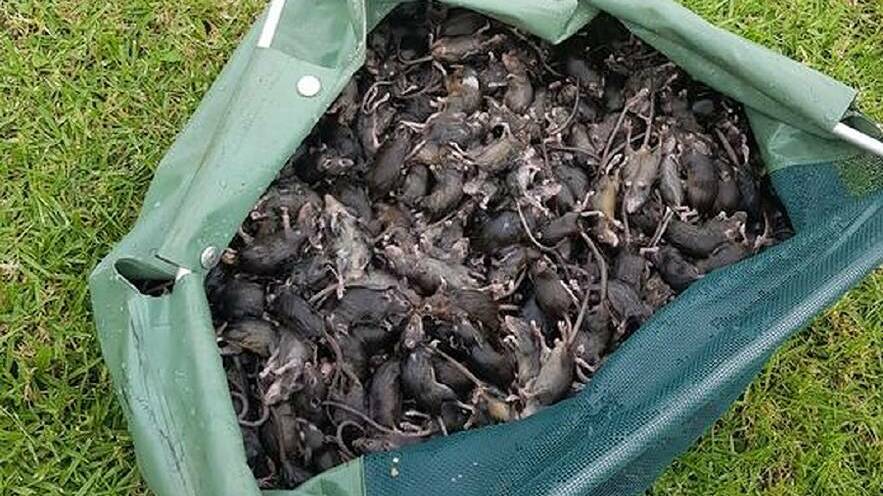 This photo was taken by Dubbo resident Bradley Wilshire of the 500 plus mice he caught in one night. In the last week the photo has gone viral online and in the media.