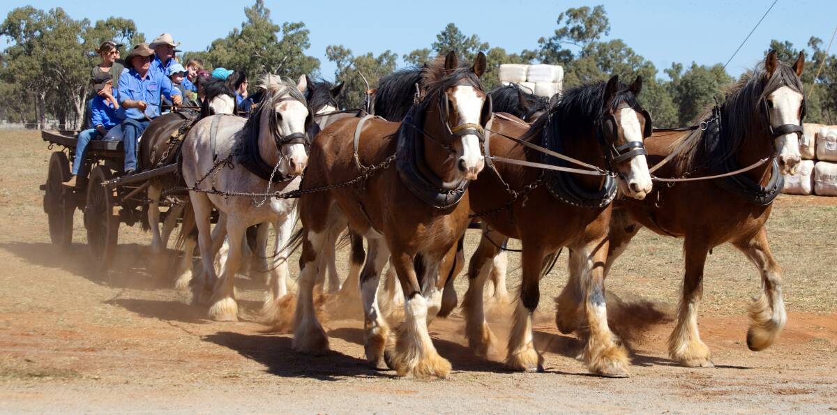 TIME TO GO: Teams of draught horses will be taking part in the tribute. Photo: Contributed 