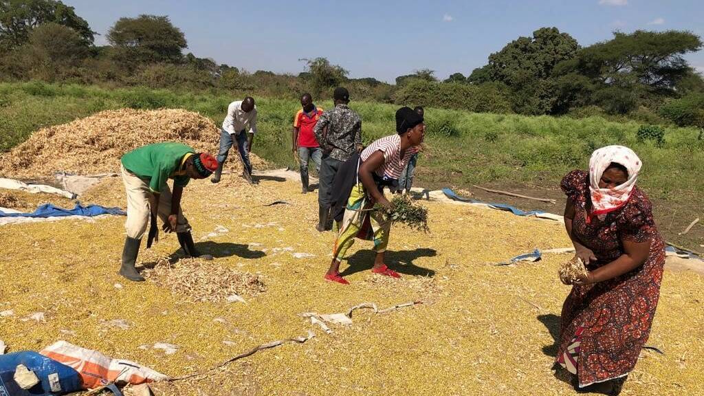 Harvesting grain in Tanzania. 
