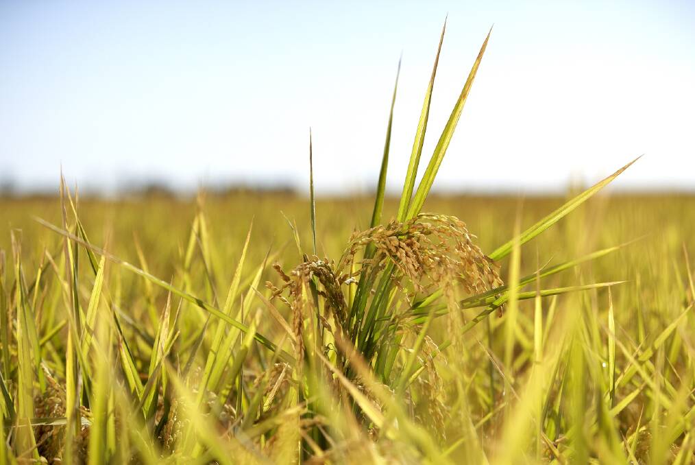 HOPEFUL: A barren couple of year is expected to be replaced with some good rice crops next year.