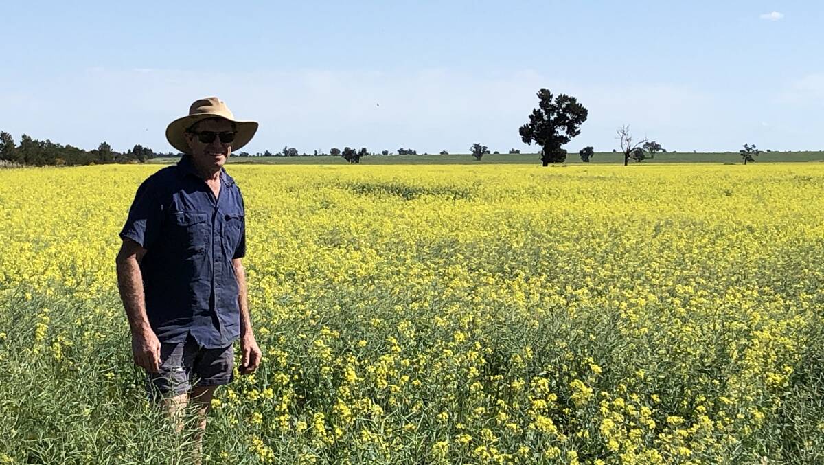 BETTER NEWS: MIA irrigator Peter Tyson takes a look at his burgeoning canola crop. Photo: Contributed 