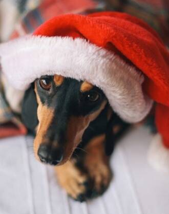 Pets are more than just a Christmas present