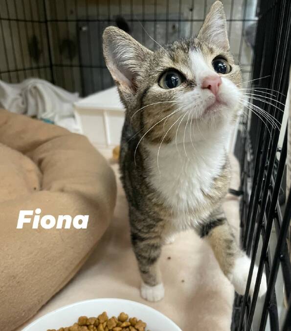 Fiona is searching for her forever home. Picture supplied