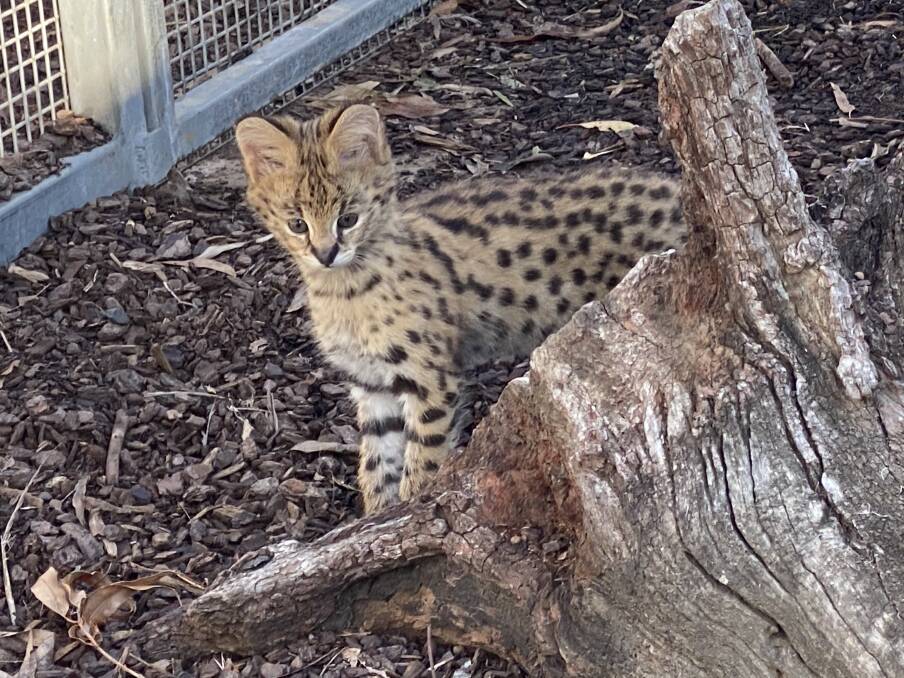 Altina Wildlife Park second Serval litter, twin boys The