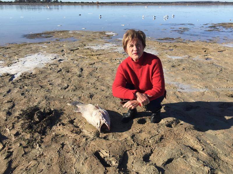 TRAGEDY: Murray MP Helen Dalton compared the situation at Lake Wyangan to that of the Menindee fish kill last year. 