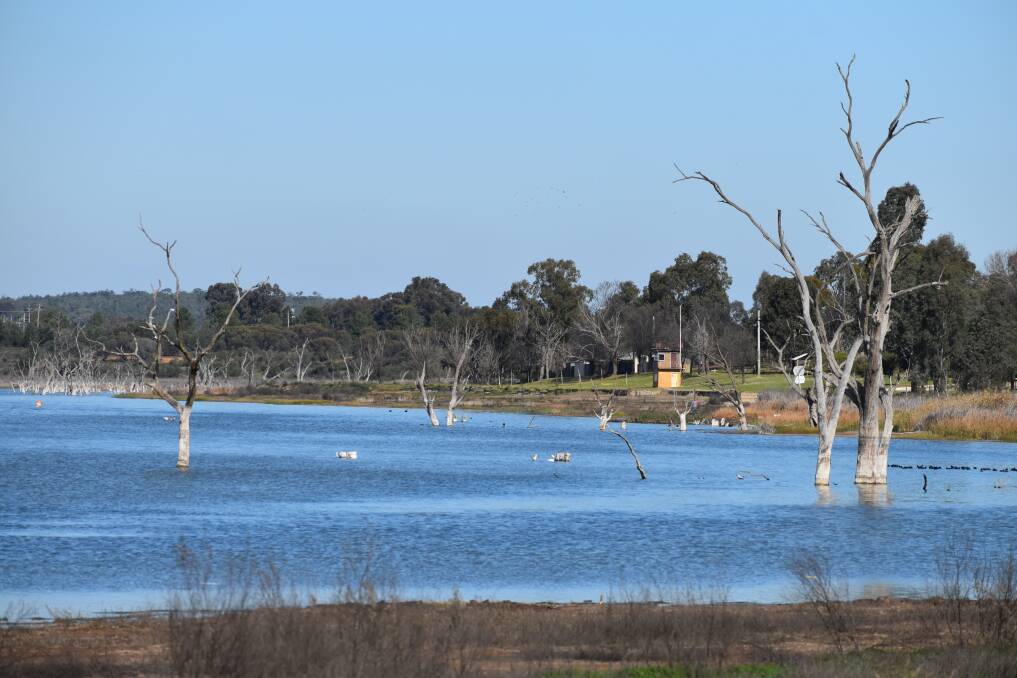 RESULTS ARE IN: The Department of Primary Industries have released their final report detailing the fish kill that occurred at Lake Wyangan in late May. PHOTO: Shaun Paterson