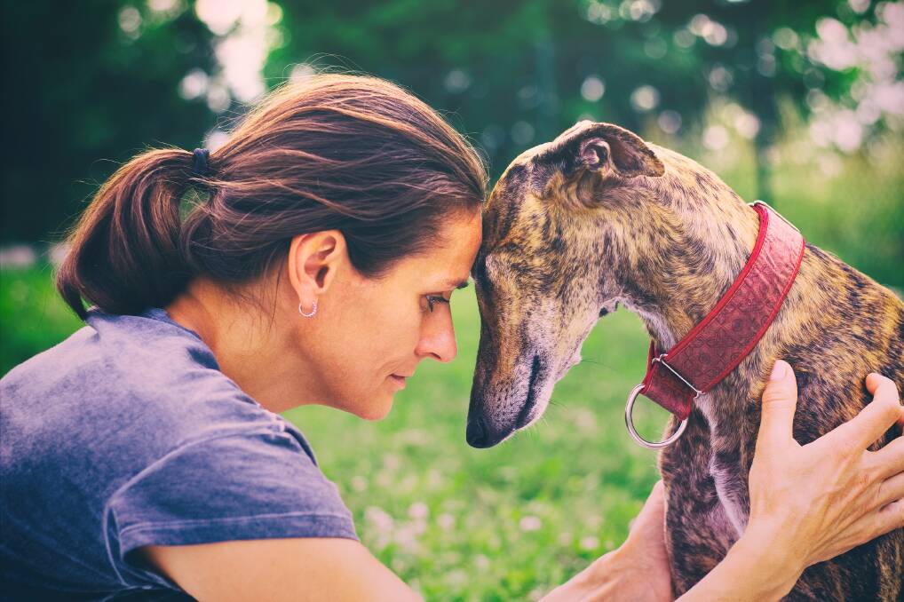 Sooks: Compulsory muzzles for greyhounds has created a perception that greyhounds are an aggressive breed, however most greyhounds are actually very gentle with people. 