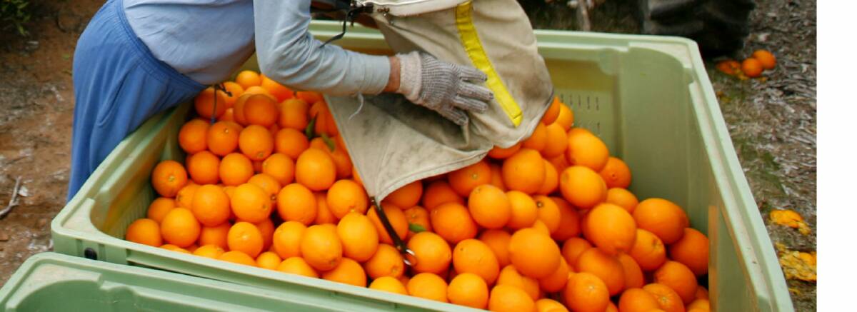 Citrus Aust has win on border zone workers