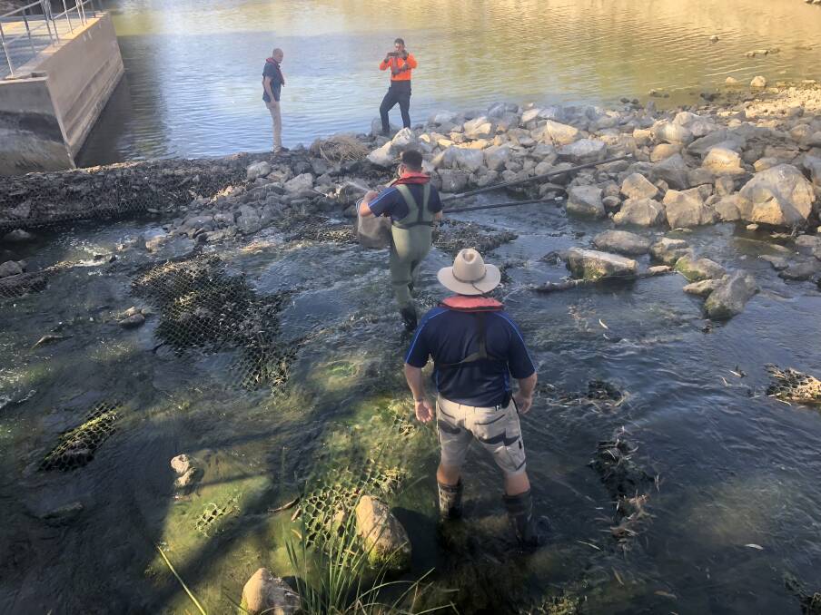 LIFESAVERS: An attempt to rescue fish in the lower Darling River in February. PHOTO: NSW DPI