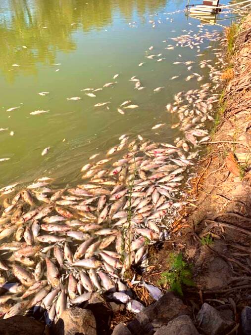 Mass fish kills are expected again this summer.
