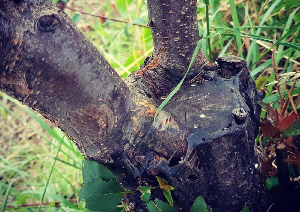 After the grafts have matured wit the rootstock. Picture: Hannah Moloney