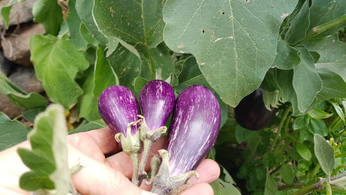 Beautiful eggplants. Picture: Hannah Moloney. 