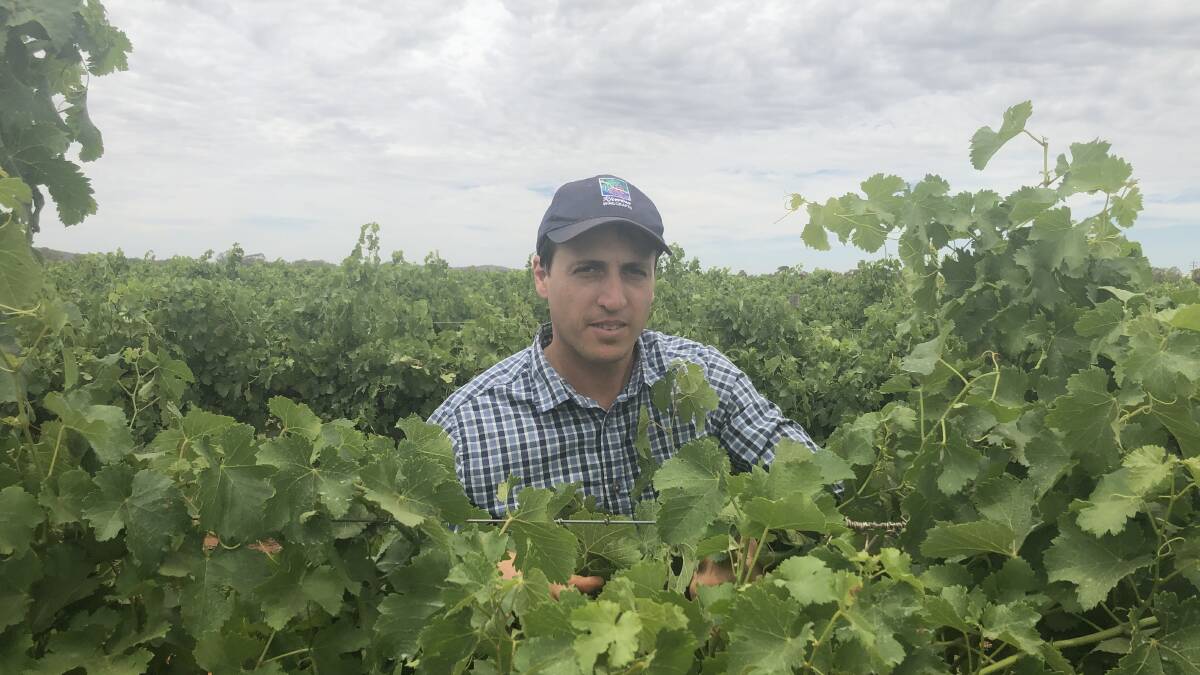 DISAPPOINTED: Nericon winegrape grower Bruno Altin says the extension of Chinese tariffs will have a significant impact on the region's wine industry. Photo: Monty Jacka.