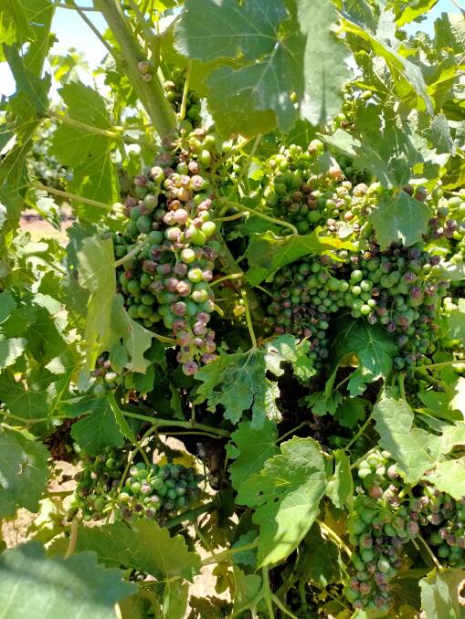 DAMAGED: Brief hailstorms across the region in recent weeks has caused damage to some grapes, but not enough to hamper the season. PHOTO: Supplied