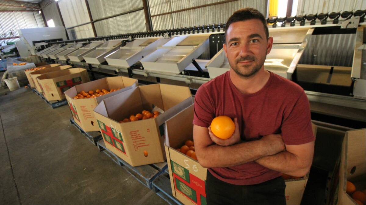 Griffith Citrus Growers chair Vito Mancini said the ongoing labour shortage has been devastating for the citrus industry. Picture: Kat Vella