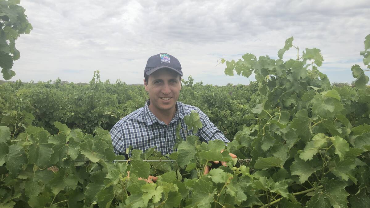 BACK TO NORMAL: Bruno Altin said an average year is a great year for wine grape growers, who last season produced 20,000 tonnes less than the year before. PHOTO: Monty Jacka