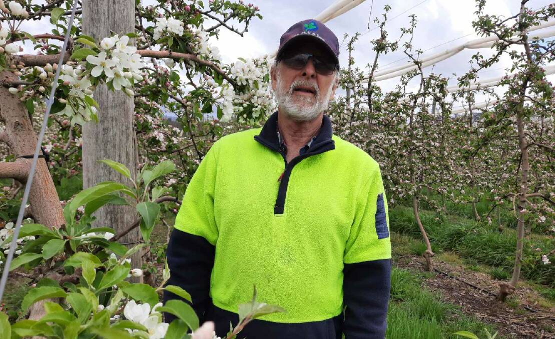 Batlow apple grower Ralph Wilson said the new agriculture visa sounded good and he was hopeful it would help address the problems faced by the industry over the past year. PHOTO: Supplied.