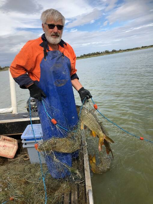 CARP CLEANOUT: K&C Fisheries Global's Keith Bell removing some carp from Lake Wyangan. Photo: Supplied